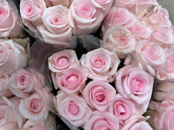 Pink Roses Bab Works .Click & Collect Rose Baby Pink - Jan Maree Flowers