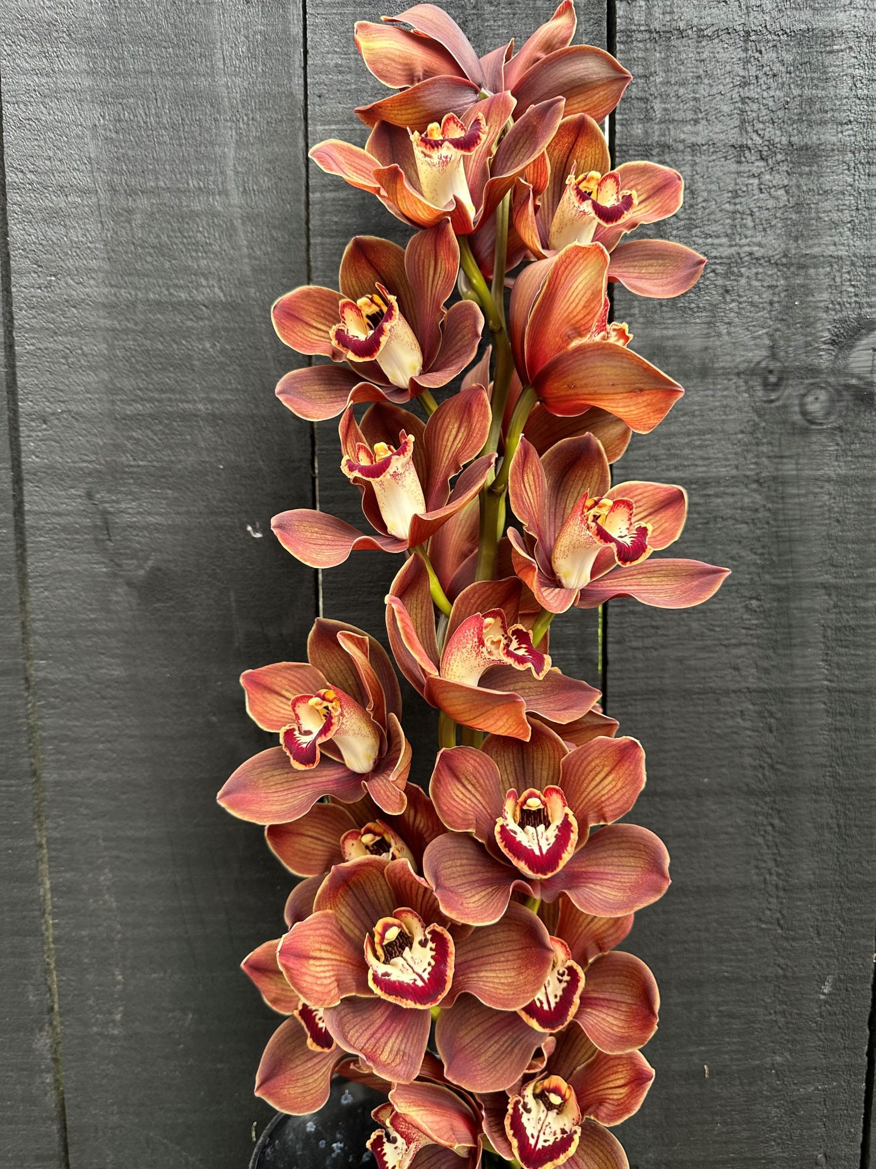 Orchid Burgundy