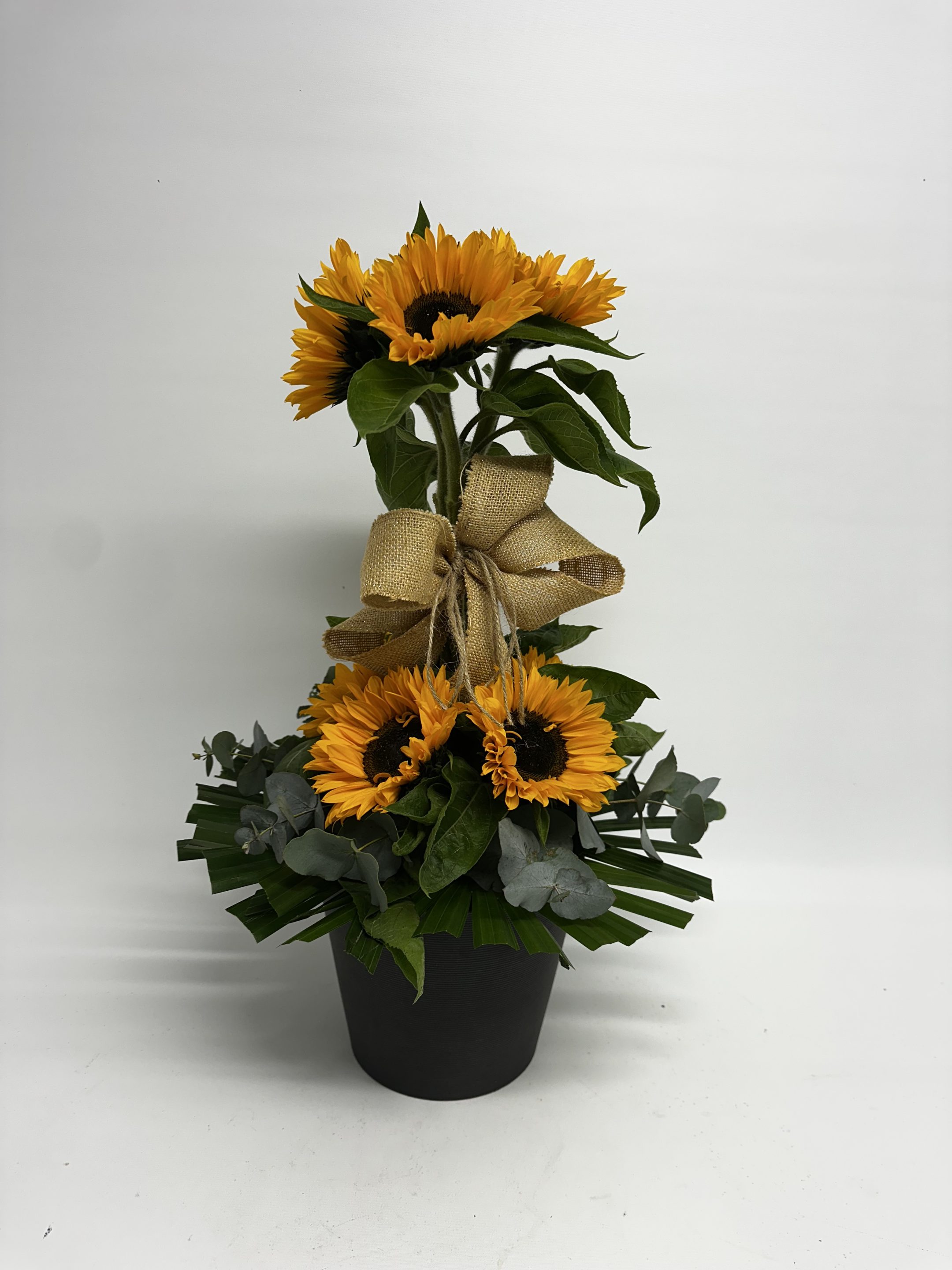 sunflowers in pot